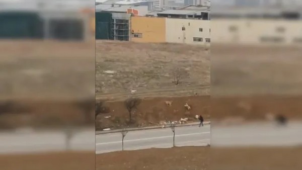 Ankara’da başıboş köpek terörü: Kaldırımda yürüyen vatandaşa köpek sürüsü saldırdı!